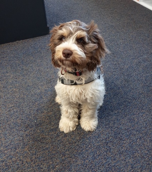 Buzz the Therapy Dog sitting in the office